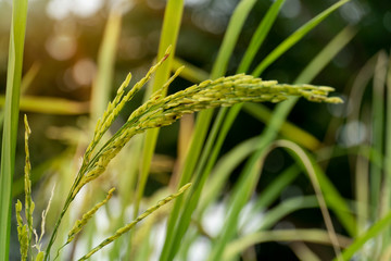 Single rice yellow color with green leaves.