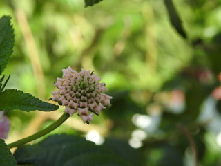 Lanthana flower buds
