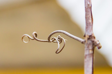 Grape vine curled tendril detail in spring. Tendril of grapes, close up macro photo image on abstract background, great illustration for wine bar, restaurant, enoteca, wine shop or special interior