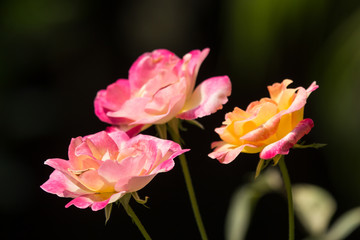 Obraz na płótnie Canvas Yellow mix pink rose flower