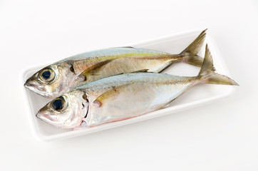 メアジ、トッパク、ガチュン