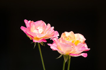 Obraz premium Yellow mix pink rose flower