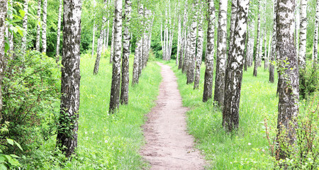 Beautiful birch trees with white birch bark in birch grove with green birch leaves