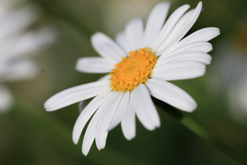 Obraz premium closeup of a daisy