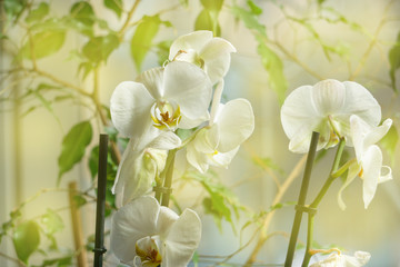 Spring white orchid flowers in the sun