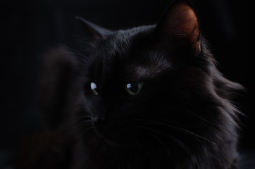 Black beautiful cat on black background with bright eyes.
