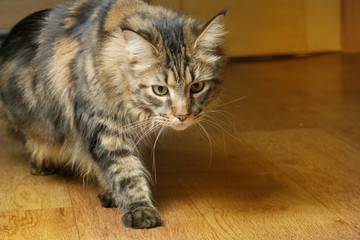 Beautiful fluffy Maine Coon cat with green eyes walking around the room