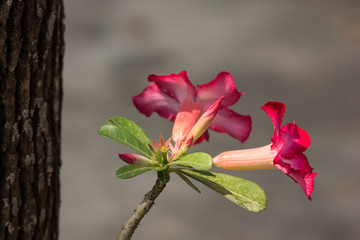 Pink Desert rose flowers