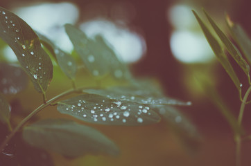 Regen auf Bl&auml;ttern