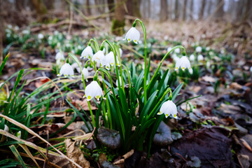 snowflake (leucojum vernum)
