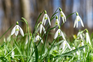 Obraz premium Schneeglöckchen