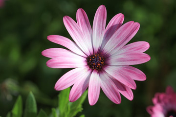 Obraz premium pink flower