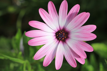 Obraz premium pink flower