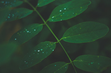 Gr&uuml;ne Bl&auml;tter