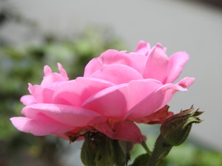 pink rose, panineer rose
