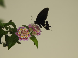 butterfly feeding on flower