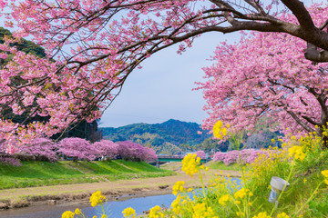 河津桜　静岡県賀茂郡南伊豆町　みなみの桜と菜の花まつり