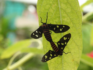 flies mating, closeup