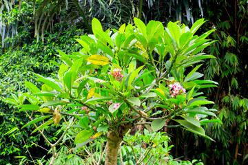 Pink frangipani flowers bloom on tree with leaves.