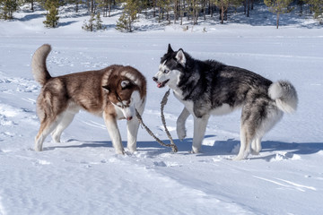 Siberian husky dogs play.