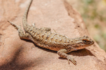 desert lizard sitting in sun