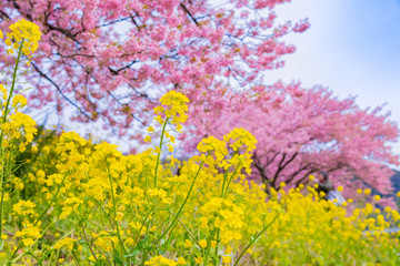 河津桜　静岡県賀茂郡南伊豆町　みなみの桜と菜の花まつり