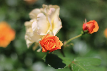 red rose in garden