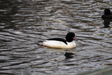Canard d'eau douce, le Grand Harle bièvre mâle ou Grand bec-scie (Mergus merganser). La tête vert foncé