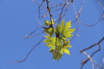 branch with green leaves