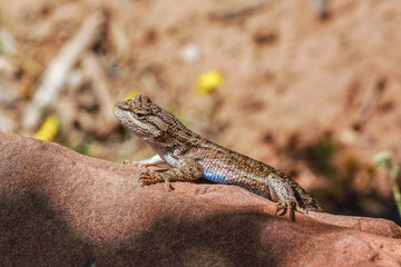blue belly lizard in zion national park