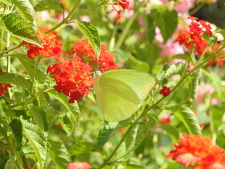 yellow butterfly on red flowers