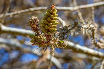 pine cone on a branch