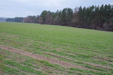 Early Spring Field with Trees