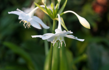 beautiful flowers in nature in the botanical garden