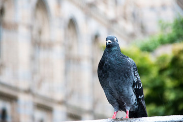 pigeon on a wall of a museum in London England