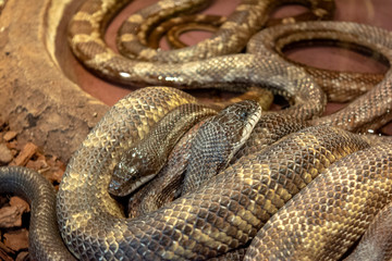Python African stone (Python sebae natalensis)