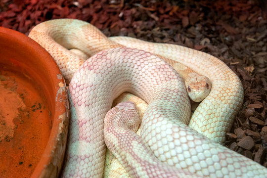 P&iacute;ton Albina (Python molurus bivitattus)