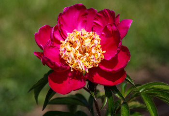 beautiful flowers in nature in the botanical garden