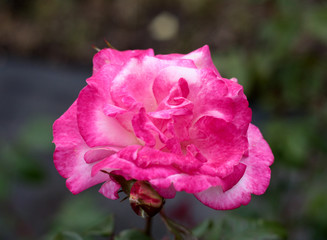 beautiful flowers in nature in the botanical garden