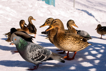 city birds walk in the park