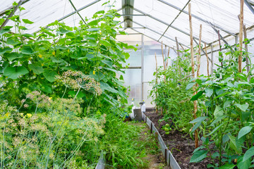 General view on a small covered greenhouse with growing: cucumbers, tomatoes, hot pepper, dill, arugula