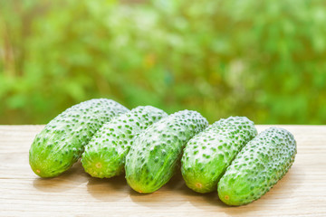 View on a row of fresh cucumbers on a wooden board on a background of green garden in blur, illuminated by sunlight with copy space (toned)