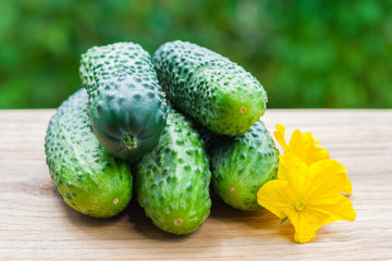 Close up view on a pile of fresh whole cucumbers with yellow flowers on a wooden table on a background of green garden in blur (shallow depth of field)