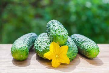 View on a row of fresh cucumbers with yellow flower on a wooden table on a background of green garden in blur (shallow depth of field)
