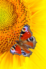 Close up view on a Peacock butterfly (Aglais io) feeding on sunflowers (macro, vertical orientation)