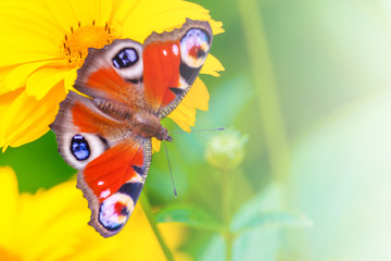 View on a Peacock butterfly on a yellow flower of chamomile on a background of green garden in blur, illuminated by sunlight with copy space