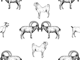 Seamless pattern of hand drawn sketch style goats isolated on white background. Vector illustration.