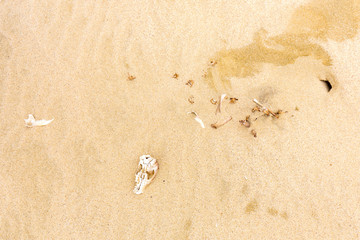 Animal skull at Giant sand dunes, Te Paki, Northland, North Island, New Zealand