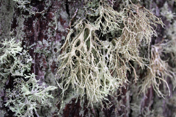 Polar moss close up view, Finland