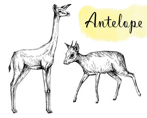 Set of hand drawn sketch style gerenuk and dik-dik isolated on white background. Vector illustration.